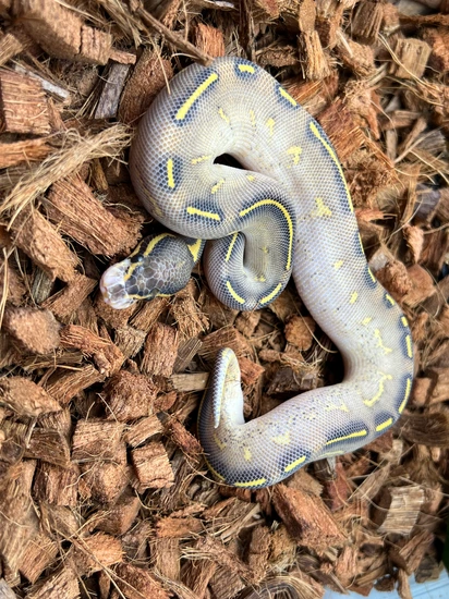 Highway Ball Python by Birds and Beasts Pet Shop