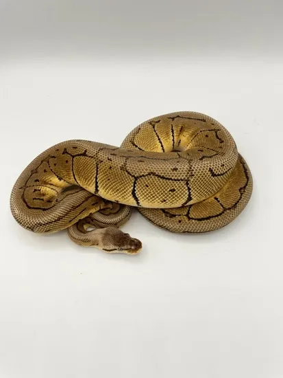 Lemonblast Double Het VPI Axanthic Desert Ghost Ball Python by Bourbon ...