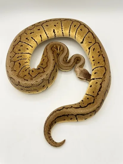 Lemonblast Double Het VPI Axanthic Desert Ghost Ball Python by Bourbon ...
