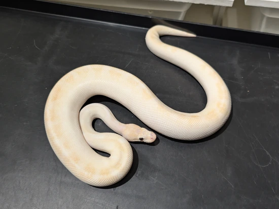 Baker Line Super Special Ball Python by Breaking Balls Reptiles