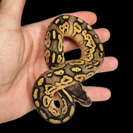 Driftless Reptiles - MorphMarket