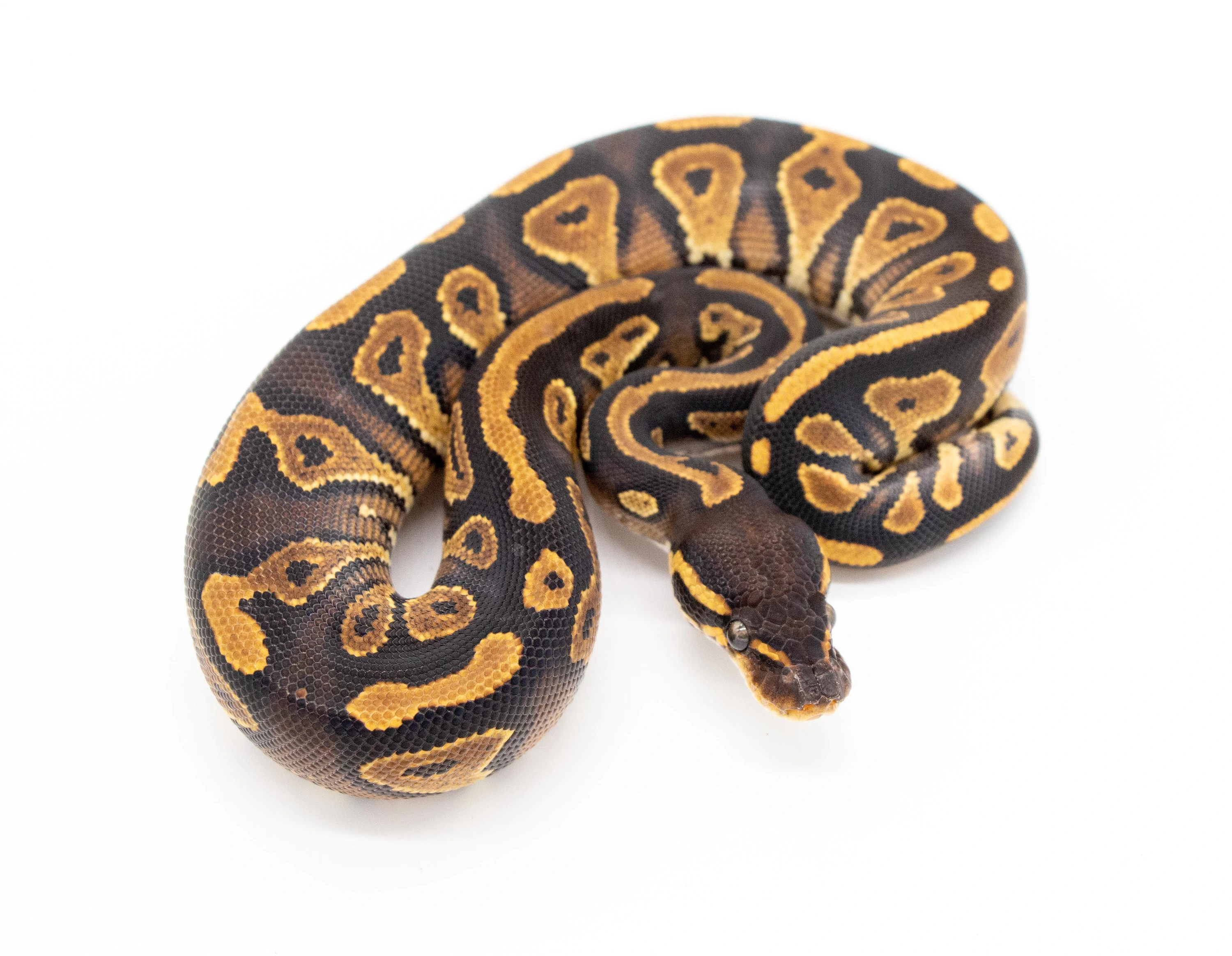 洋書 The Complete Ball Python 洋書 The Complete Ball Python Kevin McCurley The Ultimate