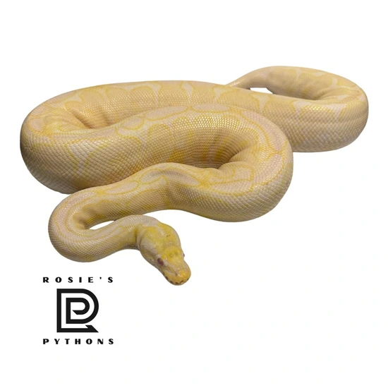 Albino Spider Ball Python by Rosie’s Pythons