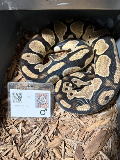 Pick Up Only! 1.1 RTB Orange Dream Sunset Project Ball Python by Inky ...