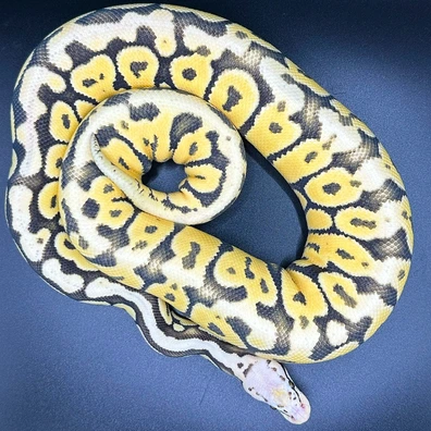 Collection For Sale Ball Python - unknown for sale from Exodus Exotics