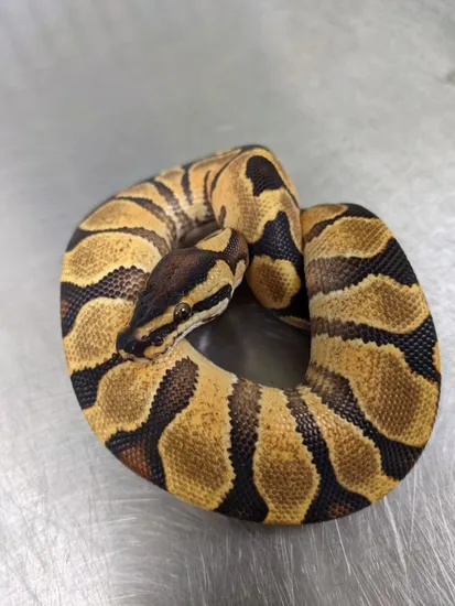 lesser poss yellow belly asphalt female ball python by... Enchi Yellowbelly/Asphalt Poss Jungle Woma Ball Python by Beasties a ...