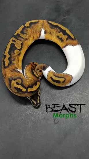Orange Dream Piebald Ball Python by Beast Morphs