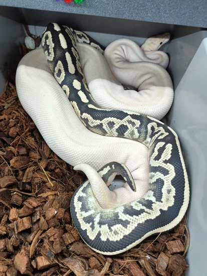 Black Pastel Mystic DG Breeder Ball Python by Beast Morphs