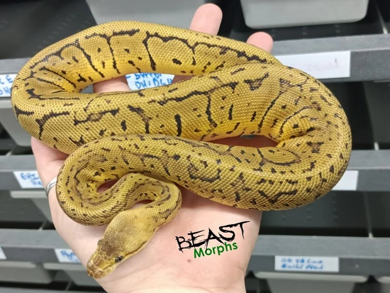 Acid Pastel Pin Het Paint Ball Python by Beast Morphs