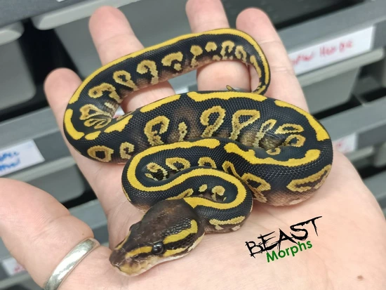 OD YB Mystic Het Desert Ghost Ball Python by Beast Morphs
