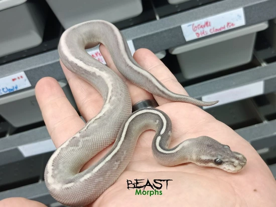 Onyx OD YB Mystic Het Desert Ghost Ball Python by Beast Morphs