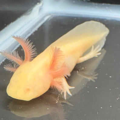 20251117154628.892-IMG_9571-396x396c.webp?signature\u003dFE7503EBB630D4533BDE88C872401BCF6D6E307A6C43E00A1452879FDC908404