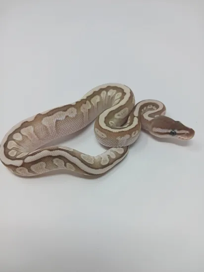 Soulsucker Ball Python by Finger Snakes