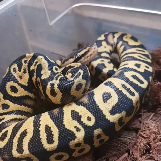 Pastel Yellow Belly Het Clown Ball Python by Finger Snakes