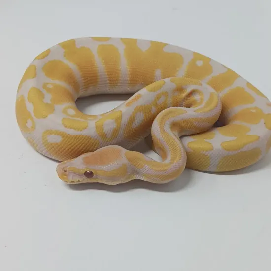 Lavander Albino 50% Het Clown Ball Python by Finger Snakes