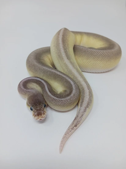 Stearling Mojave HGW Odium Ball Python by Finger Snakes
