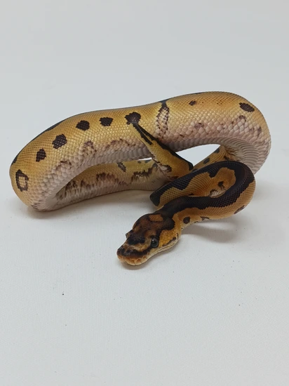 Special Clown Het Lavander Albino Ball Python by Finger Snakes
