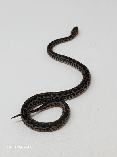 Habituated Spotted Python by Finger Snakes