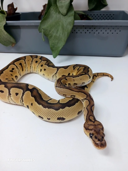 Clown Het Lavander Albino Ball Python by Finger Snakes