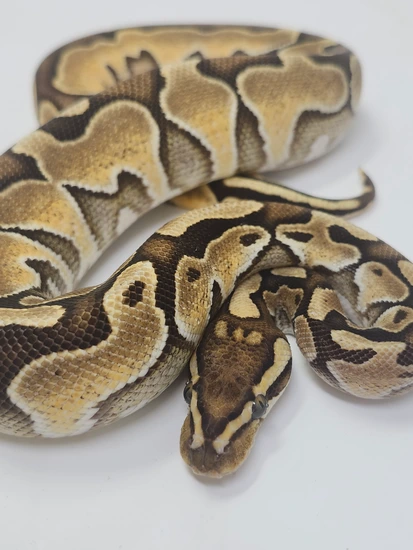 Special Enchi Lace Het Clown Ball Python by Finger Snakes