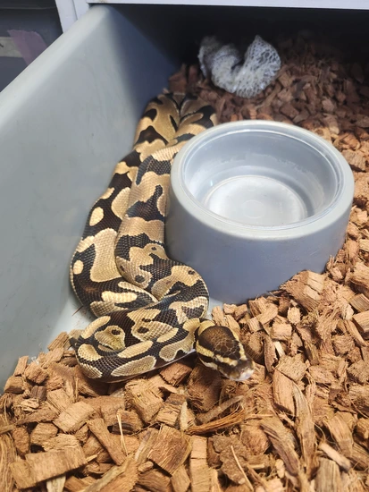 Chocolate Enchi Het Grail Ball Python by Finger Snakes
