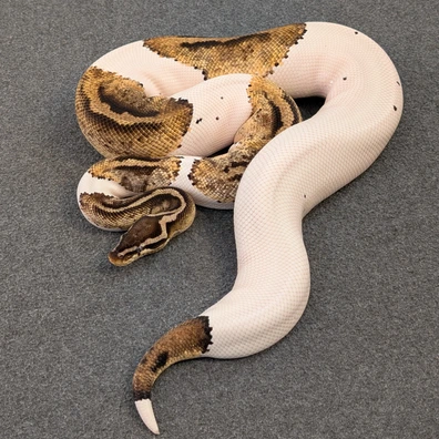 HAMM / Houten Pastel Piebald
