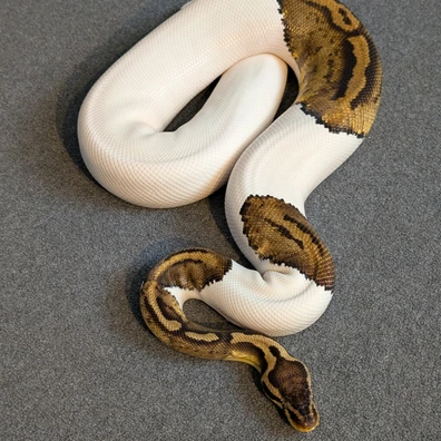 HAMM Auction Piebald Het Desert Ghost Ball Python - female for sale from Beekmansreptiles