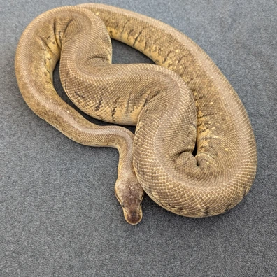 HAMM Super Pastel Pinstripe Het Desert Ghost Ball Python - female for sale from Beekmansreptiles