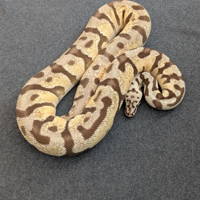 HAMM Pastel Enchi Fire Spotnose Het Clown Het Desert Ghost