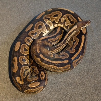 HAMM Black Pastel Het Piebald Ball Python - female for sale from Beekmansreptiles