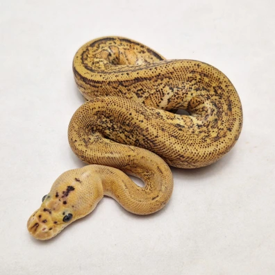 Fire Spotnose Redhead Mahogany Clown