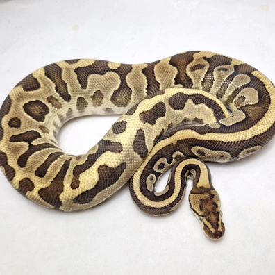 Enchi Leopard Special Dbl Het Pied Het Clown