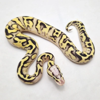 Firefly Yb OD Dbl Het Clown Pied