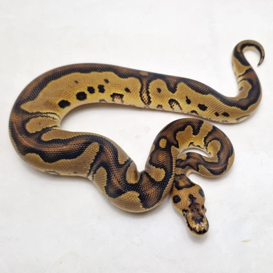 Clown Dbl Het Dg Pied