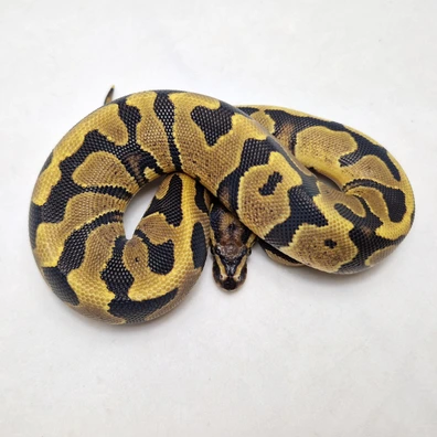 Vanilla Dbl Het Dg Clown