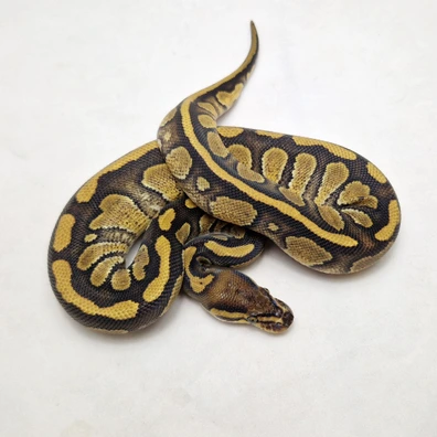 Enchi Mahogany Het Clown