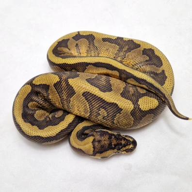 Enchi Red Stripe Mahogany Het Clown