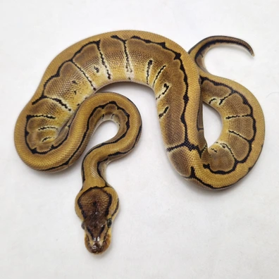 Pinstripe Dbl Het DG Clown