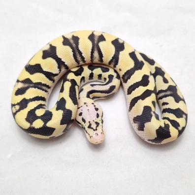 Pastel Dg Cryptic