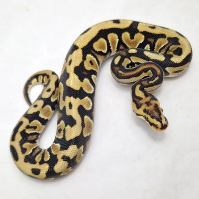 Spotnose Cryptic Dbl Het Gstripe DG