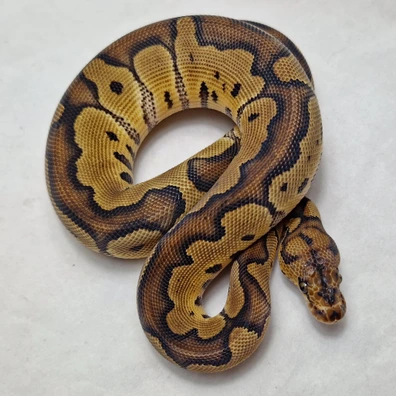 Clown Het Desert Ghost