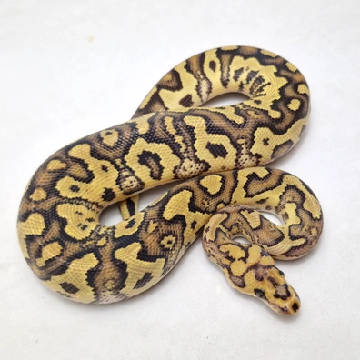 Fire Black Head Clown