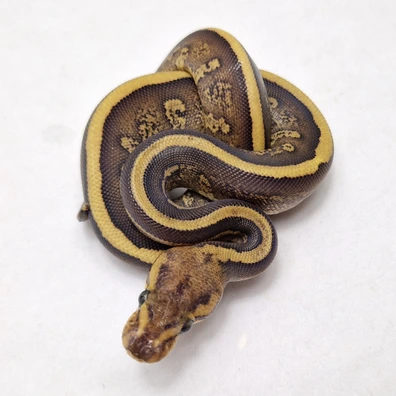 Fire Mahogany Redhead Het Clown