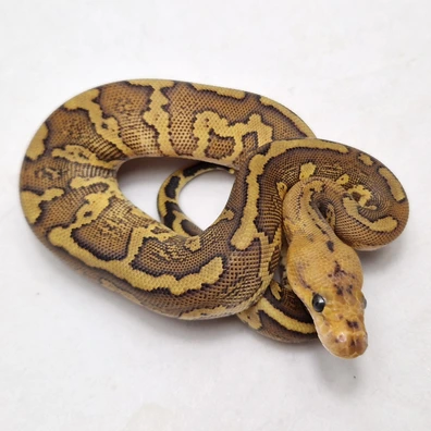 Fire Red Stripe Mahogany Clown