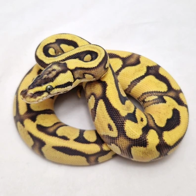 Enchi OD Yb Pastel Het Clown