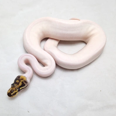 Enchi Special Leopard Pied Het Clown