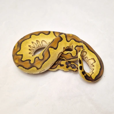 Enchi Special Clown Het Pied