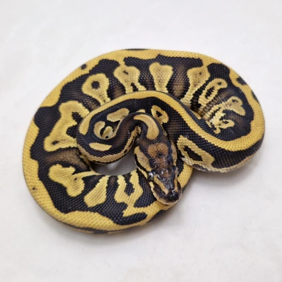 Special Leopard Dbl Het Pied Clown