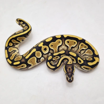 Special Dbl Het Clown Pied