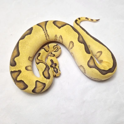 Enchi Clown Het Pied